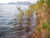 The bass were hanging around the submerged mule fat that lined the shore of Diamond Valley Lake 4/20/2011
