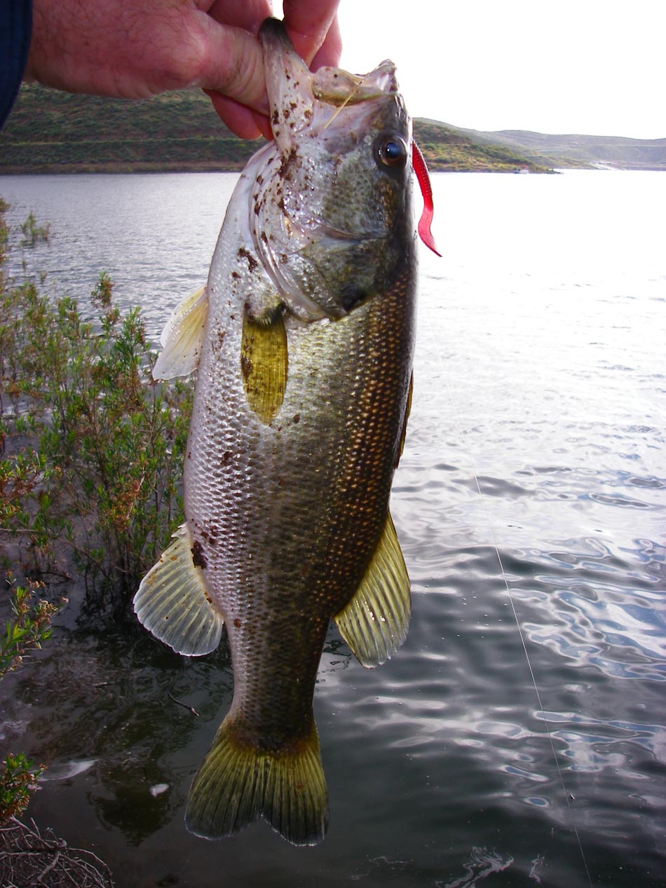 One pound largemouth bass caught at Diamond Valley Lake 4/20/2011