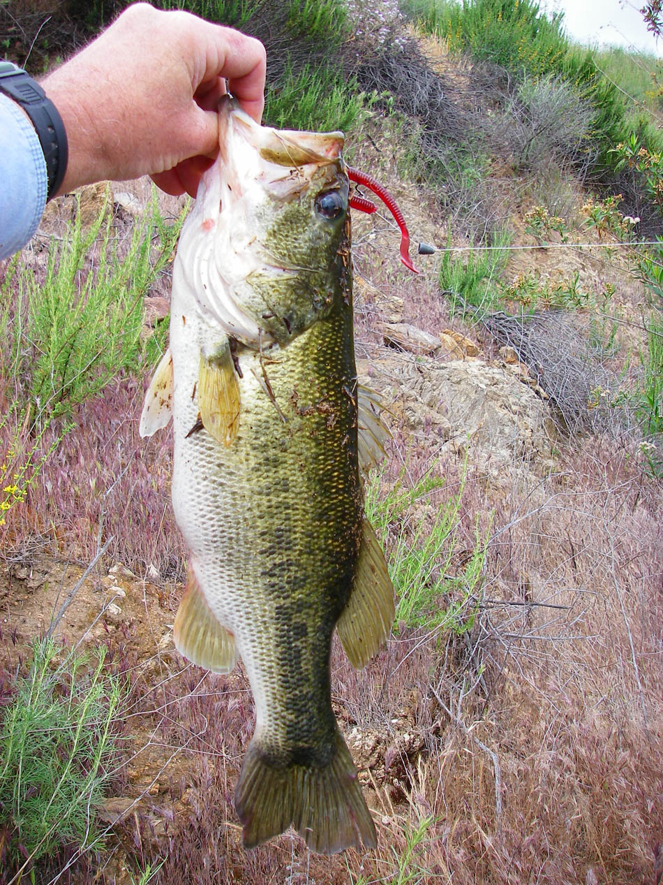 Largemouth bass over two pounds caught at Diamond Valley Lake 4/20/2011