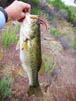 Largemouth bass over two pounds caught at Diamond Valley Lake 4/20/2011