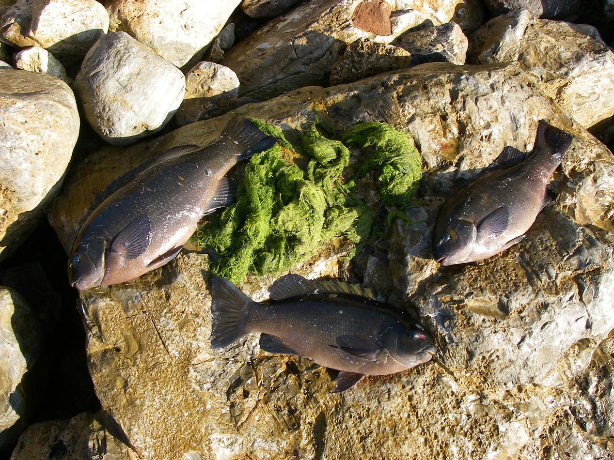 Caught these opaleye at Long Point Palos Verdes using algae, including the four pounder at the upper left 10/26/2011 