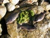 Caught these opaleye at Long Point Palos Verdes using algae, including the four pounder at the upper left 10/26/2011