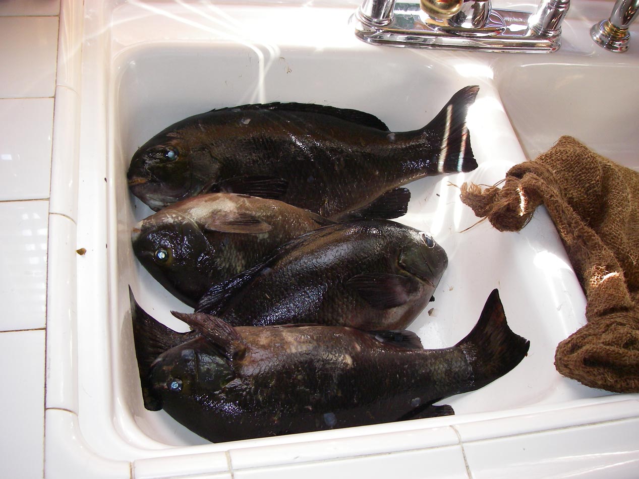 Whole sink full of opaleye ready for the filet knife 10/26/2011