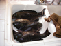Whole sink full of opaleye ready for the filet knife 10/26/2011