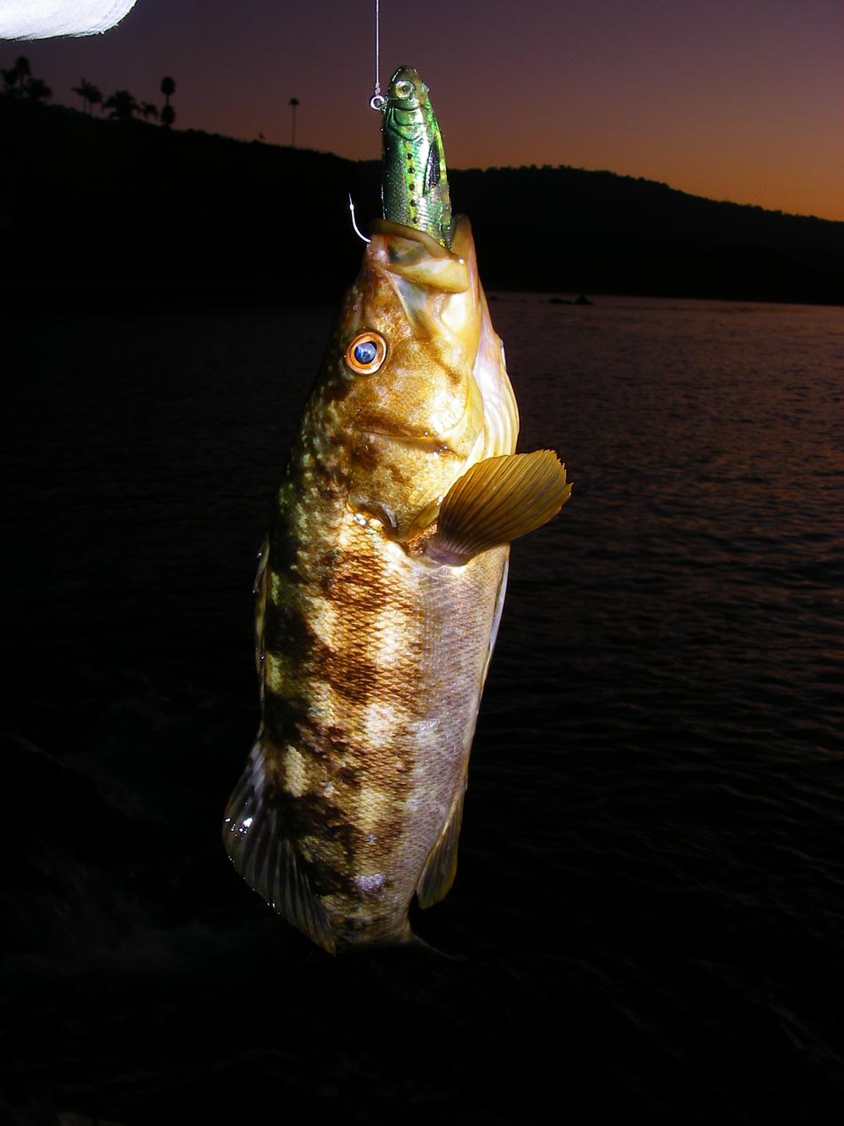 Fifteen inch calico bass hit the five-inch WildEye sardine 12/21/2011