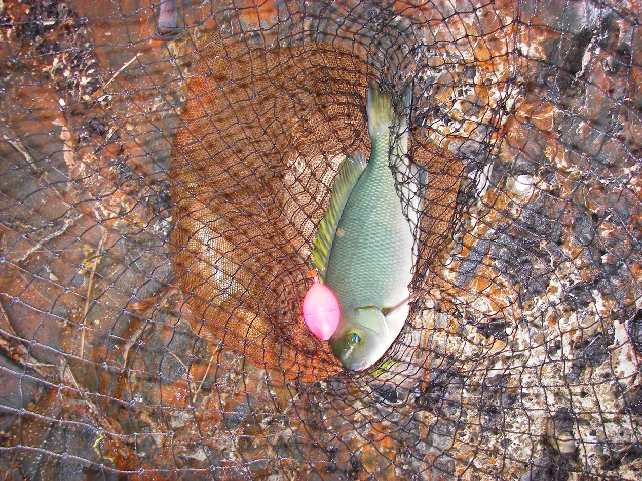 Three-taco opaleye netted 12/21/2011