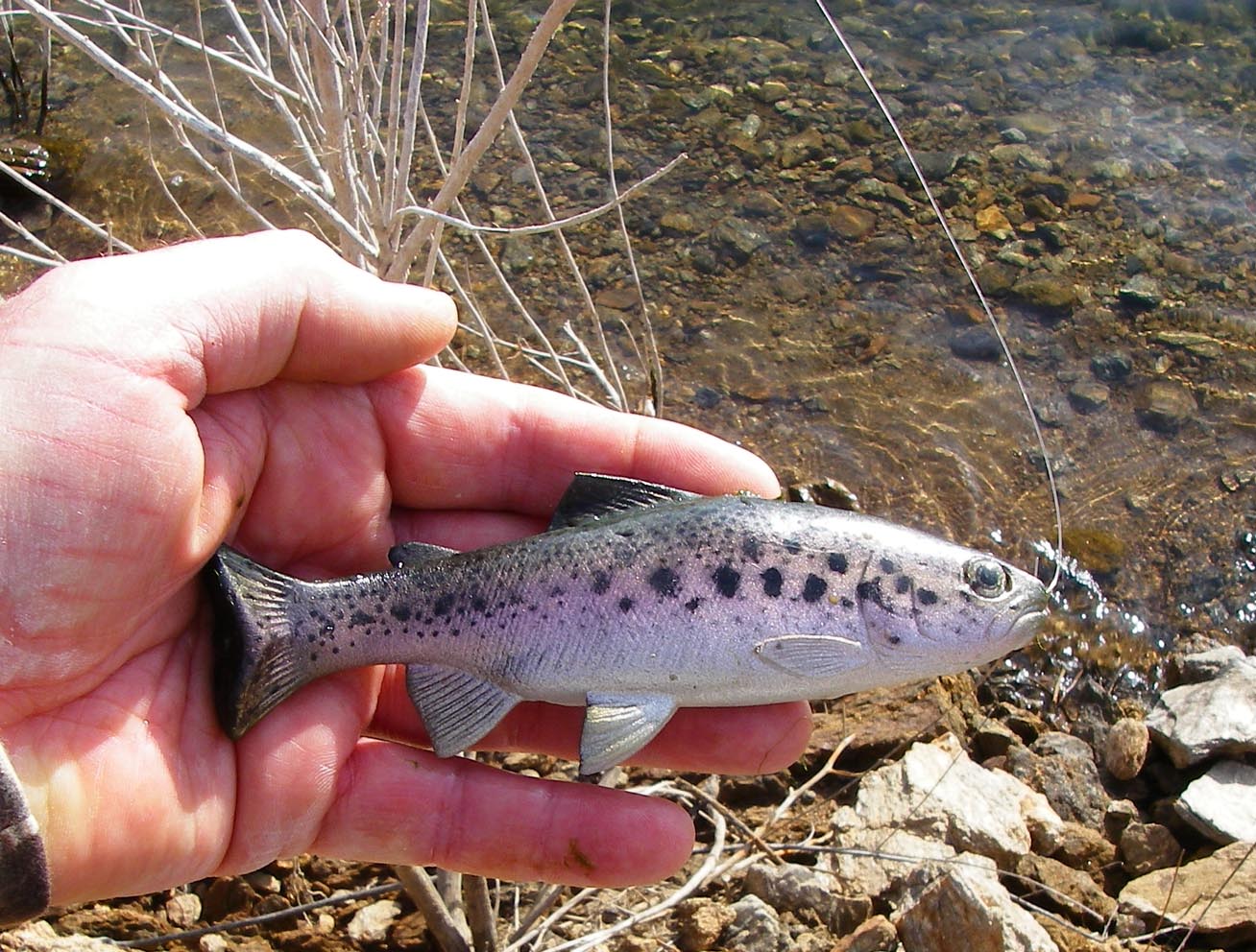 Huddleston deluxe weedless trout, looks and swims like real 4/4/2012