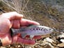 Huddleston deluxe weedless trout, looks and swims like real 4/4/2012