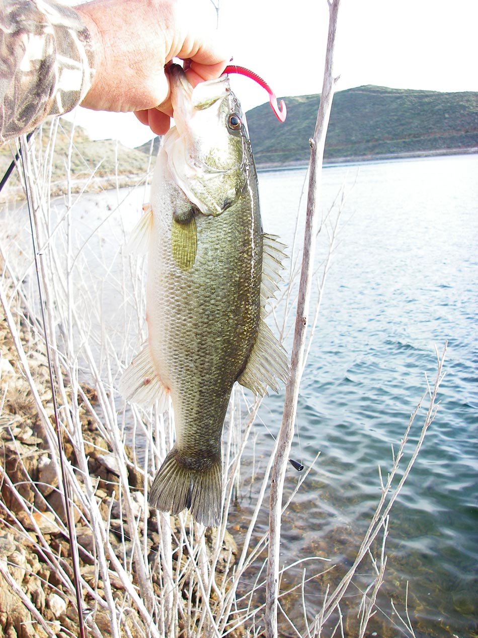 2lb bass caught on a 4-inch Power Worm and Diamond Valley Lake 4/4/2012 
