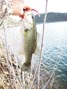2lb bass caught on a 4-inch Power Worm and Diamond Valley Lake 4/4/2012