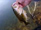 Hooky nails a nice largemouth using a dropshotted worm at Diamond Valley Lake 4/4/2012