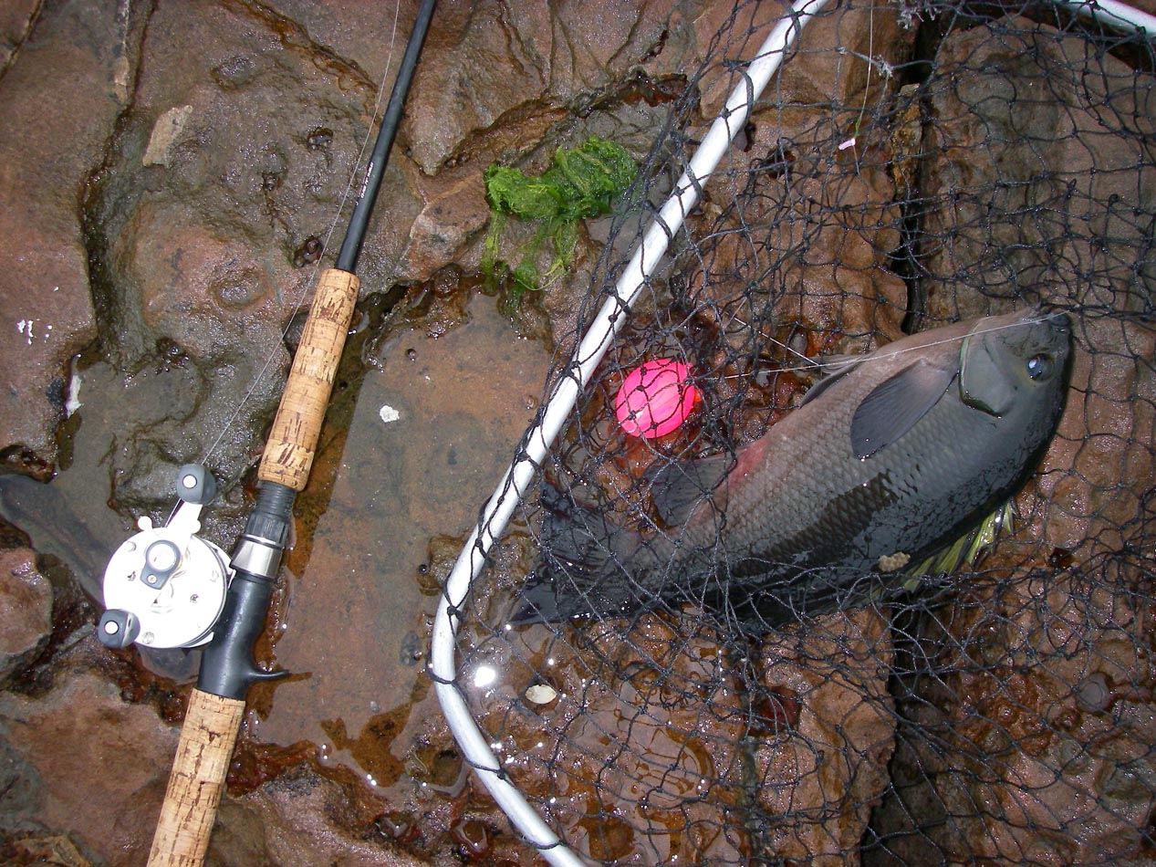 2-4 pound opaleye netted from the rocks of Palos Verdes 11/28/2011