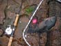 2-4 pound opaleye netted from the rocks of Palos Verdes 11/28/2011