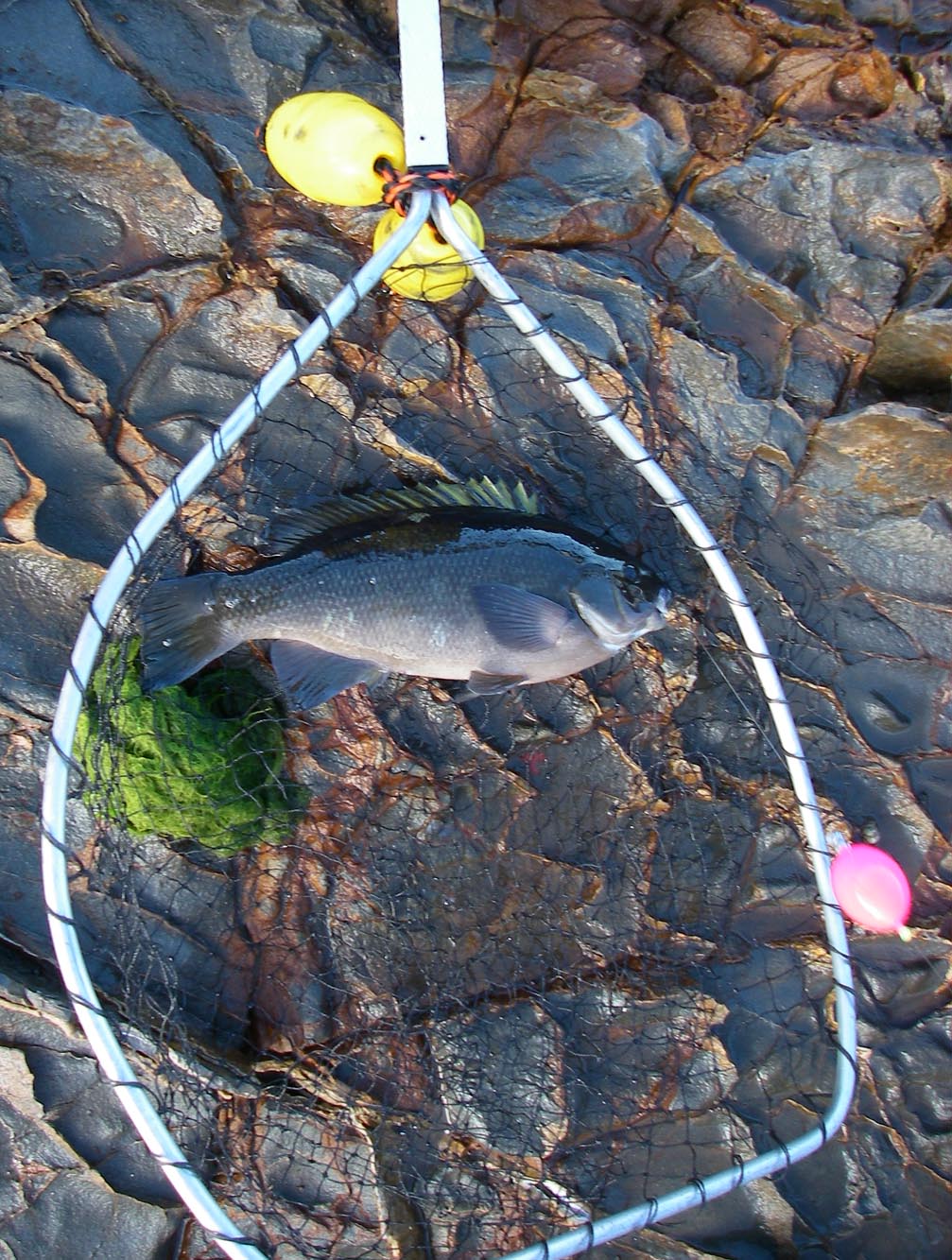 2-12 opaleye caught from the rocks of Palos Verdes 10/30/2013   