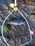 2-12 opaleye caught from the rocks of Palos Verdes 10/30/2013   