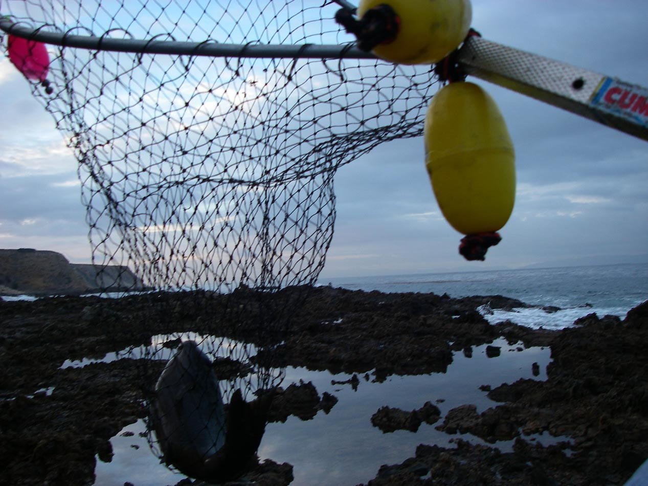 Another 3-taco opaleye netted off Palos Verdes 11/20/2013