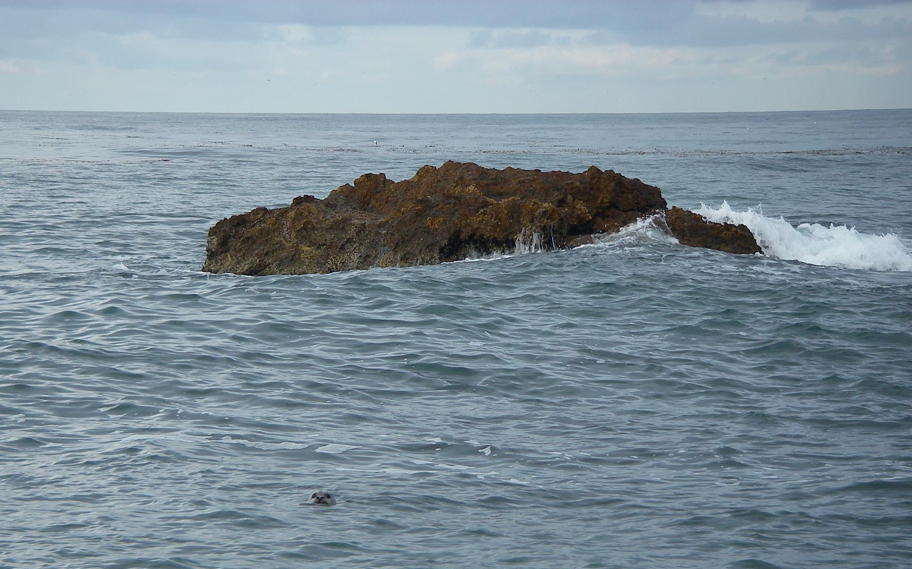 A seal arrives to scare away all the opaleye 11/20/2013 