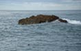 A seal arrives to scare away all the opaleye 11/20/2013 