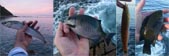 All the fish I caught this morning using peas were so small they all fit into one picture 3/16/2015 