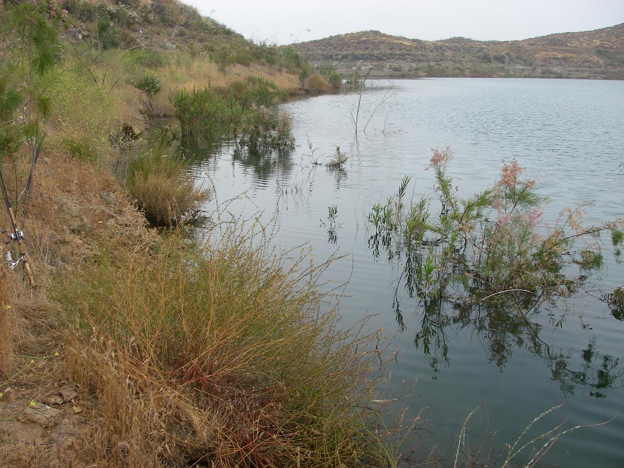 Had four hits while flipping a four inch purple worm in the mulefat and saltcedar around Diamond Valley Lake 5/31/2013