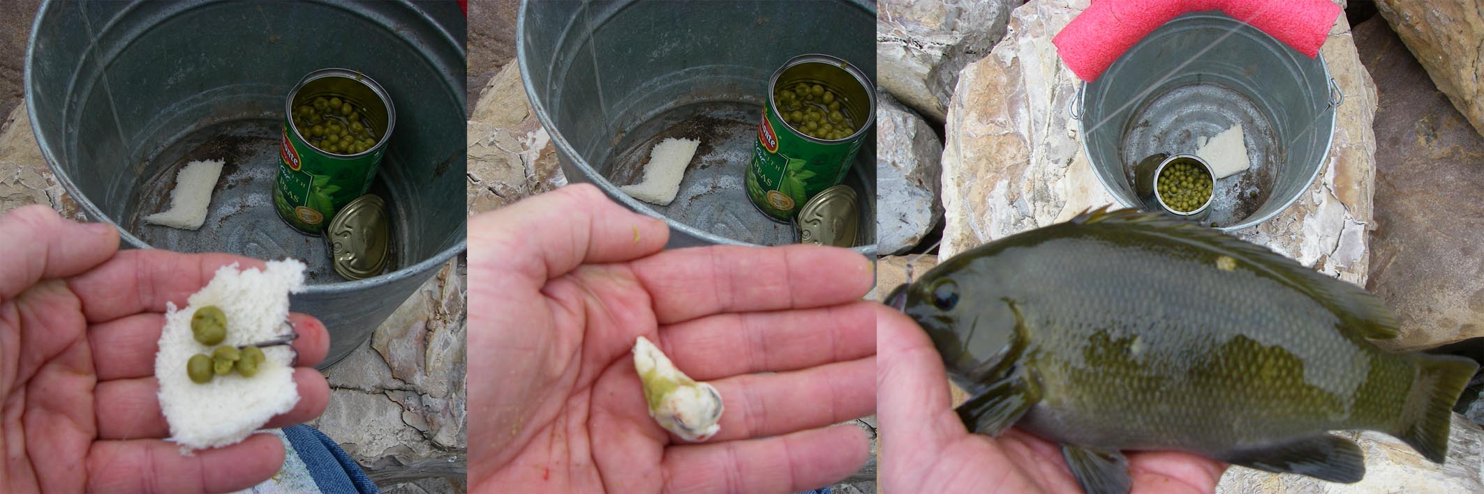 There was no algae at Colorado Lagoon so instead I squished peas in bread and caught this baby opaleye 4/27/2018