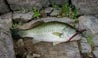 Caught five 1-pound bass at Diamond Valley Lake 6/16/2018 