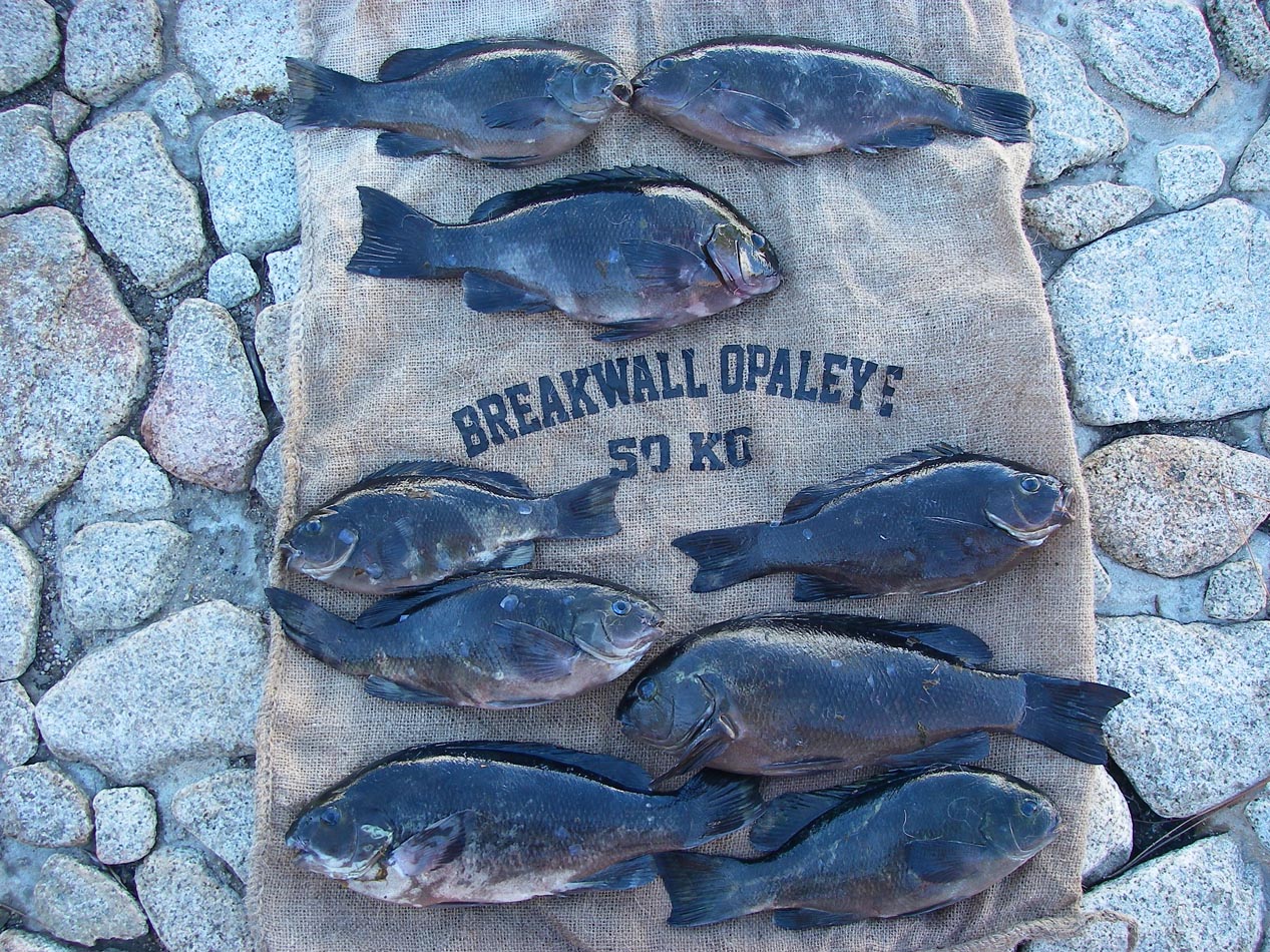 Quite the haul of opaleye from Christmas Tree Cove, Palos Verdes using algae for bait 12/8/2018