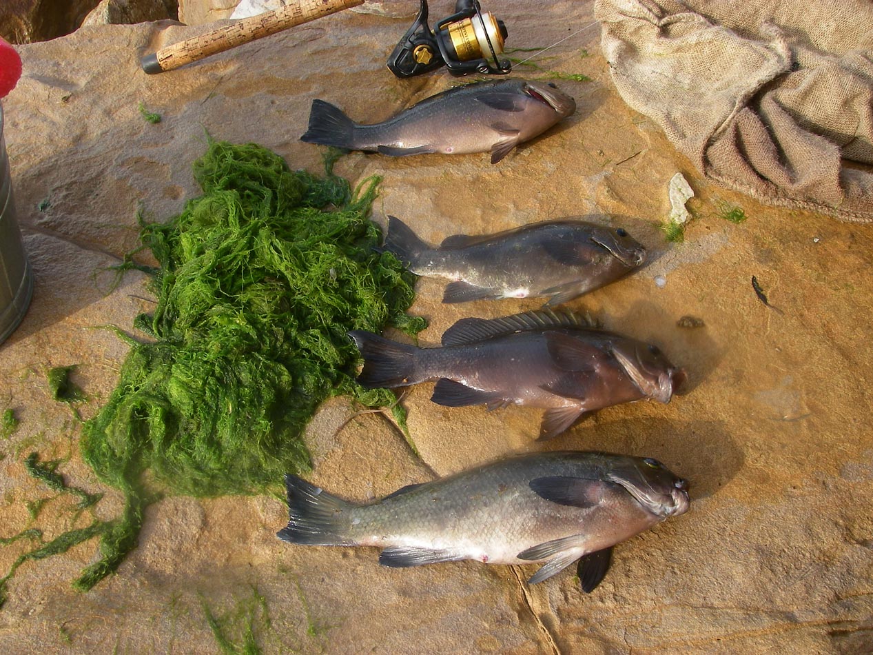 Four opaleye totalling eight tacos landed during today's seven-foot high tide 12/22/2018