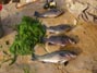 Four opaleye totalling eight tacos landed during today's seven-foot high tide 12/22/2018