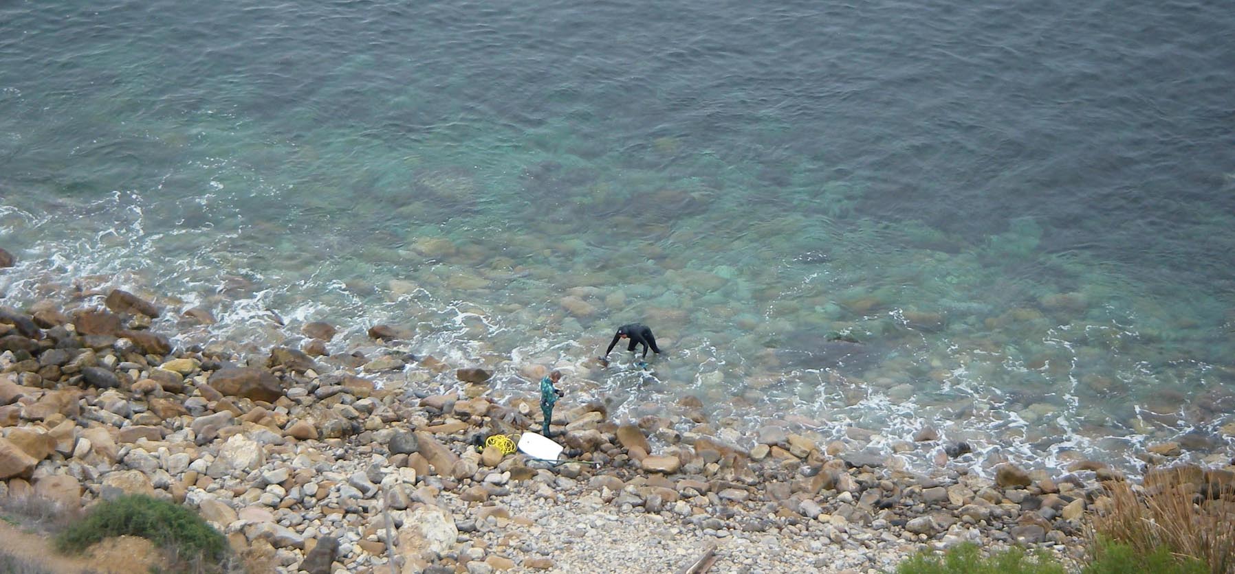 Divers saw many opaldye in good visibility at Christmas Tree Cove, Palos Verdes CA 1/5/2019 