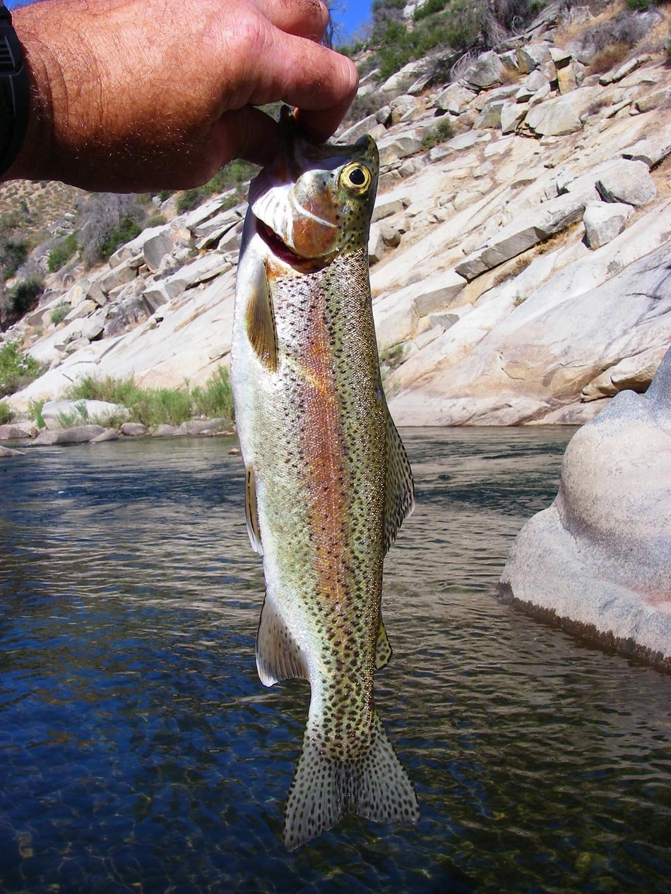 fish0000.html