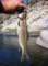 14-inch wild rainbow caught on a gold ribbed hare's ear while flyfishing the upper Kern River 8/18/2010 