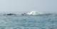 imgp0563_small.jpg
