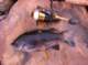 imgp0575_small.jpg