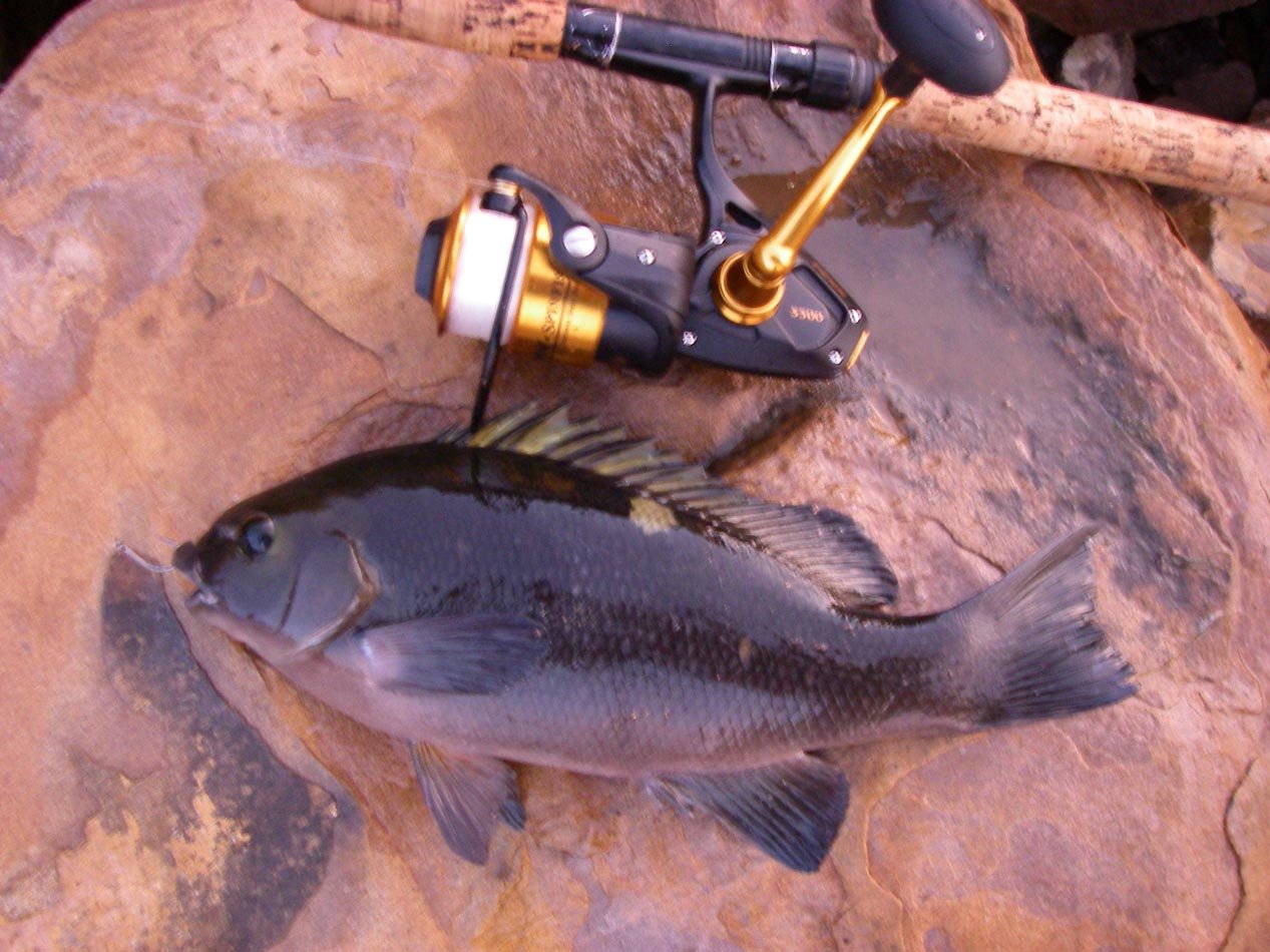 Mike Dufish used his new Penn Spinfisher 5500 to catch 4 opaleye 2/2/2015 