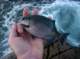 imgp0602_small.jpg