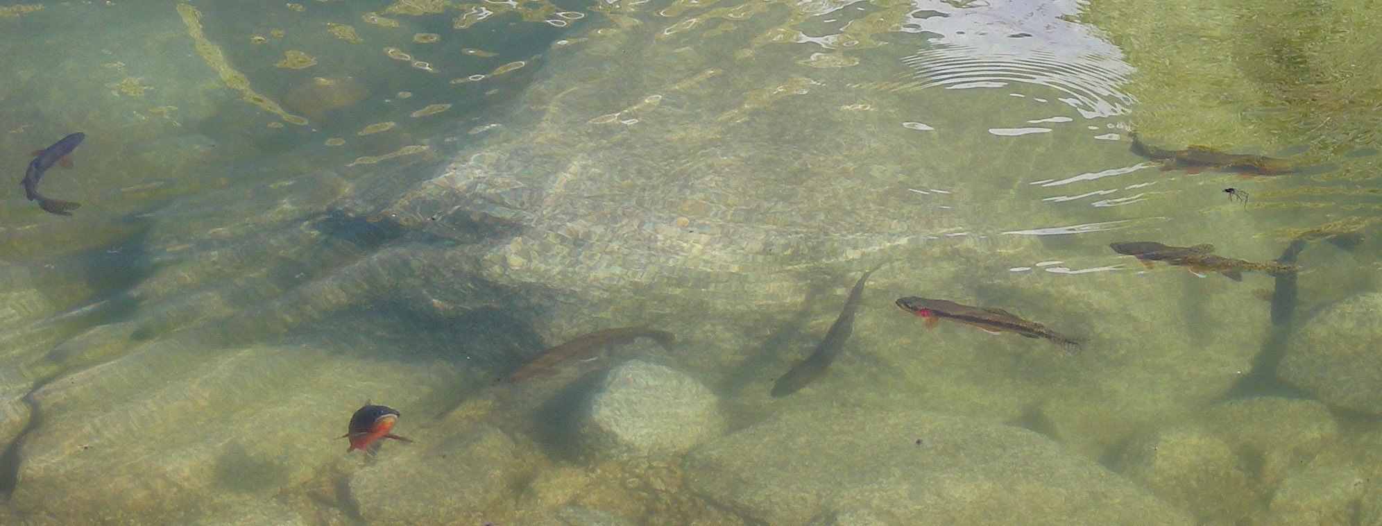 fish0000.html