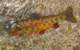 imgp4454_small.jpg
