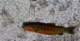 imgp4455_small.jpg