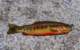 Nice golden trout yanked from Mike Dufish's secret High Sierra lake 6/2010