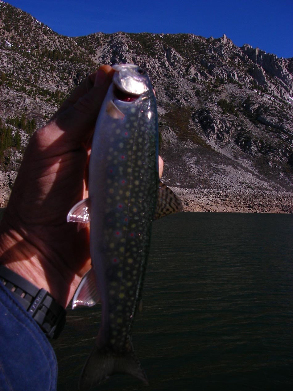 Brook trout caught at South Lake using Power Bait 6/15/2011