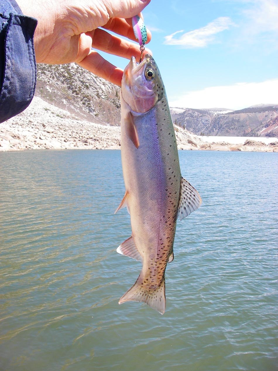 Wild rainbow trout caught on a Thomas Buoyant lure at South Lake 6/16/2011