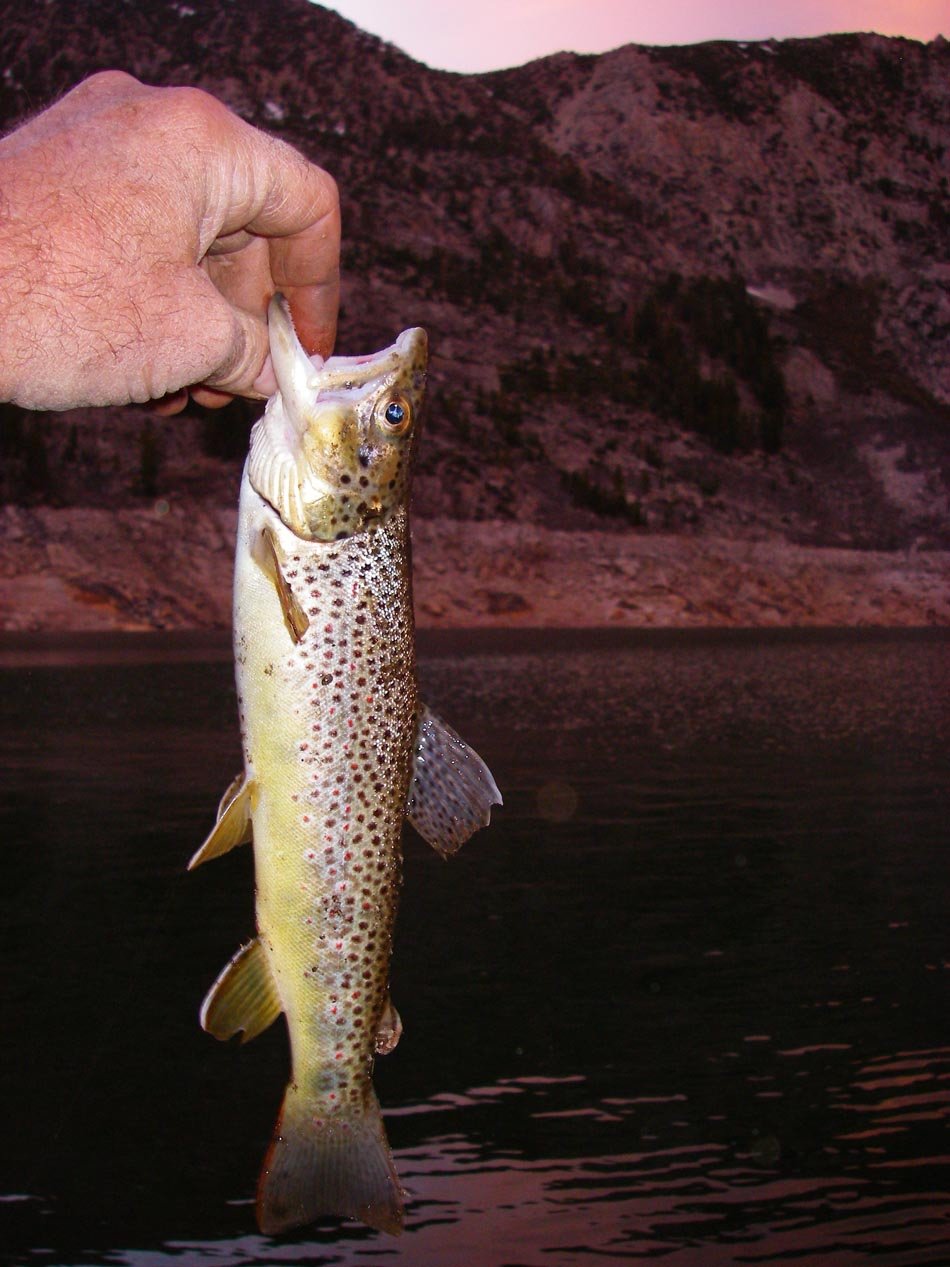 Brown trout caught using an earthworm at South Lake 6/16/2011