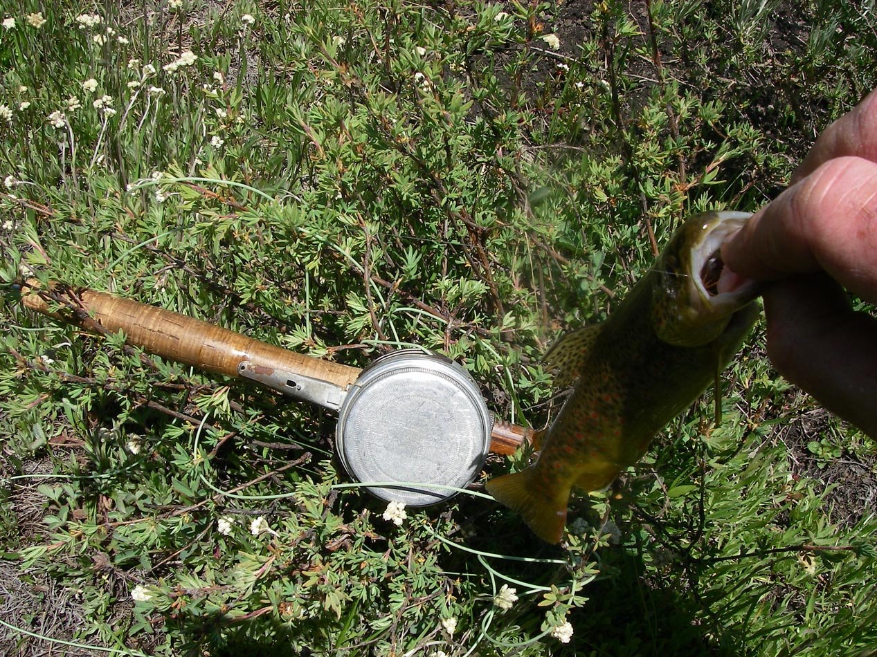 Small brown trout landed while flyfishing a creek in a meadow, High Sierra 7/20/2011 
