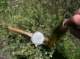 Small brown trout landed while flyfishing a creek in a meadow, High Sierra 7/20/2011 