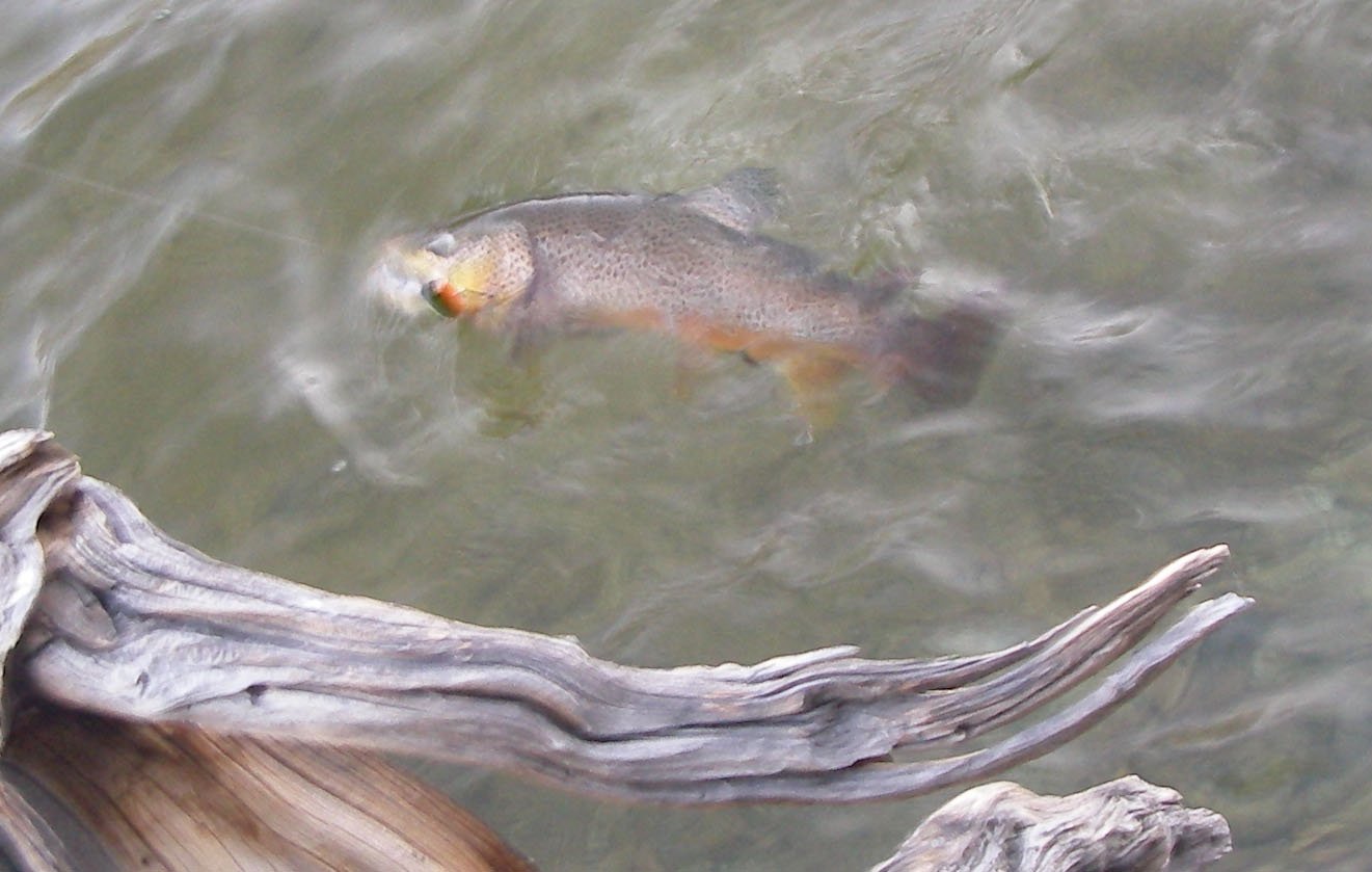 Mike Dufish hooked and lost a five-pounder at his secret brown trout lake, High Sierra 7/20/2011
