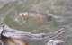 Mike Dufish hooked and lost a five-pounder at his secret brown trout lake, High Sierra 7/20/2011 