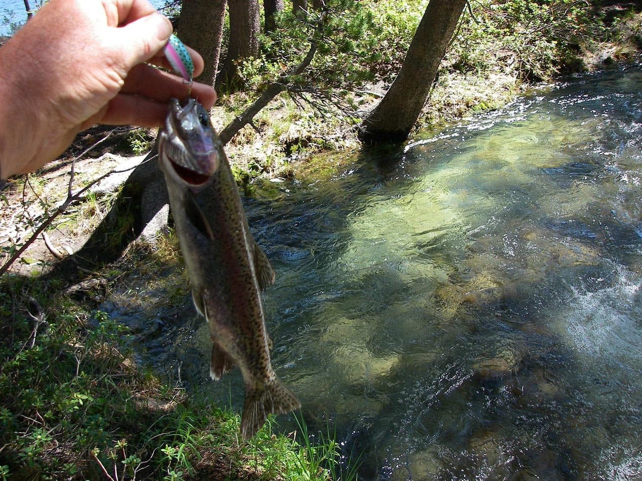 Rainbow caught from the inlet to Second Lake, High Sierra 7/20/2011