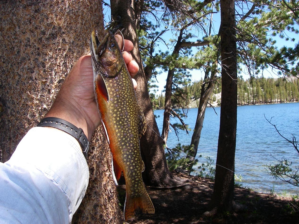 Larger than usual brook trout caught on a lure from the inlet to Second Lake, High Sierra 7/20/2011