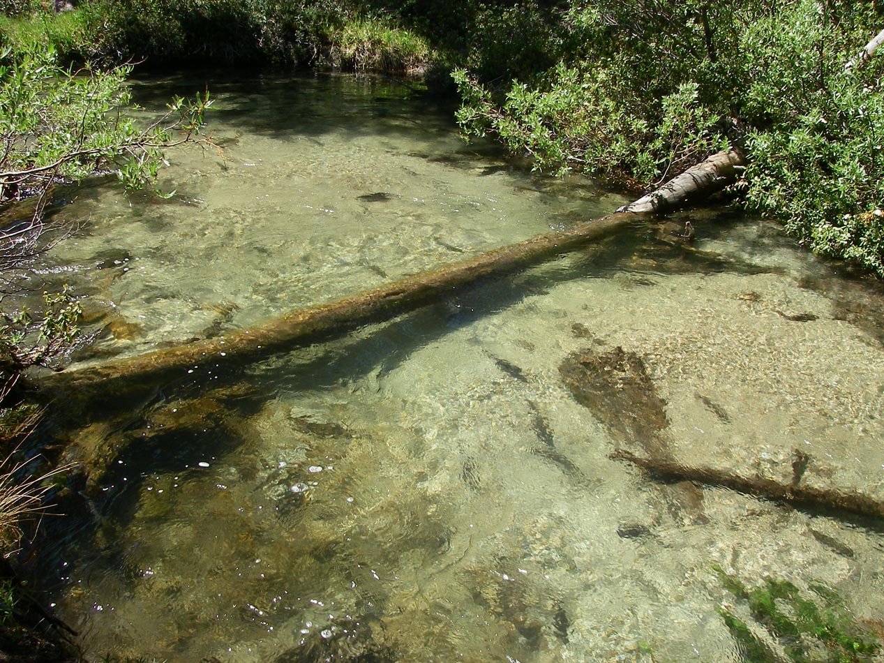 Spawning rainbow trout in the inlet above Second Lake, High Sierra 7/20/2011